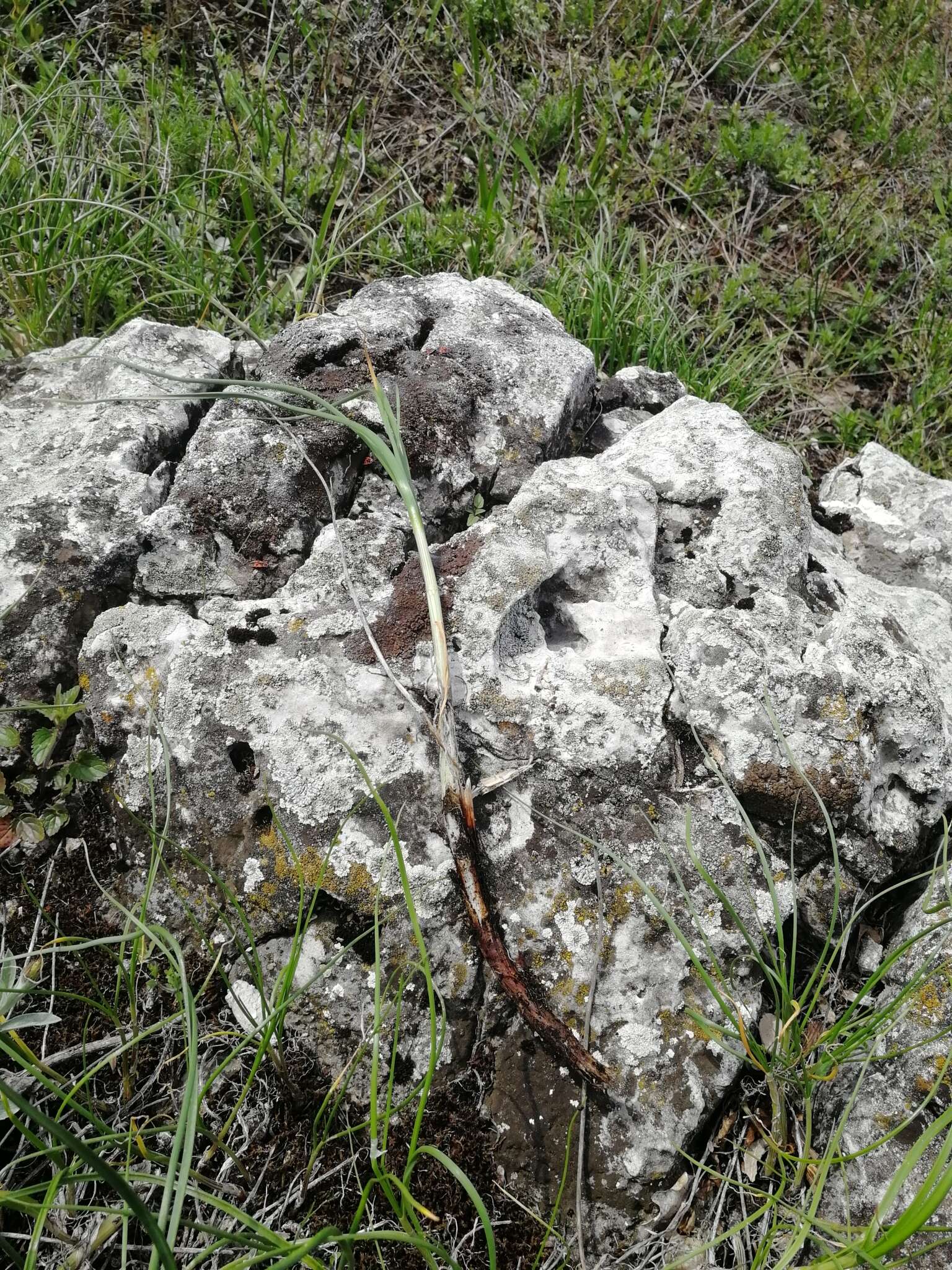 Image of Allium cretaceum N. Friesen & Seregin