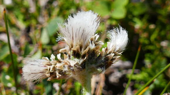 Image de Antennaria carpatica (Wahlenb.) Bluff & Fing.