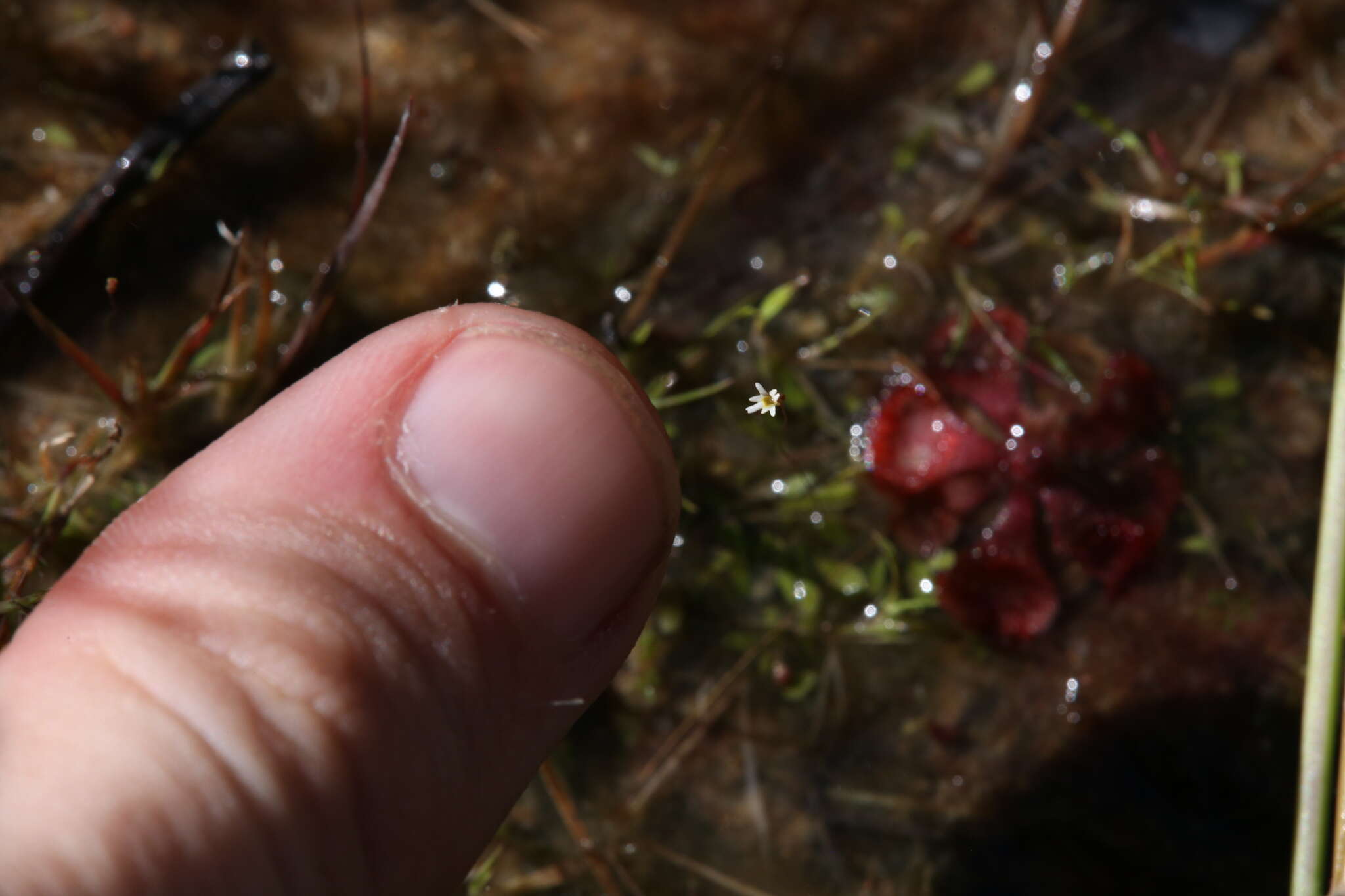 Utricularia quinquedentata F. Mueller ex P. Taylor resmi