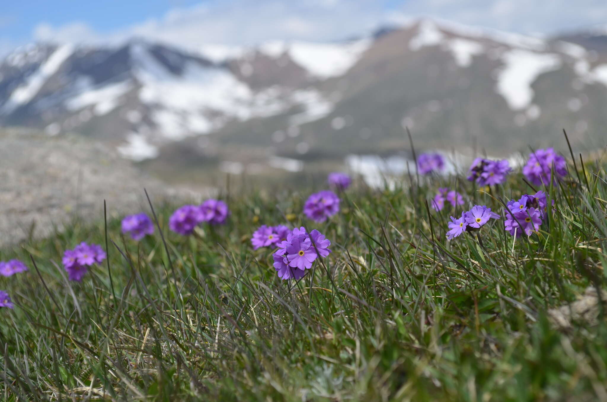 Image of Primula algida Adams