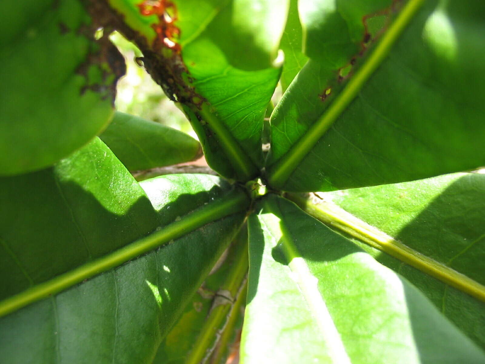 Image of Ixora margaretae (N. Hallé) Mouly & B. Bremer