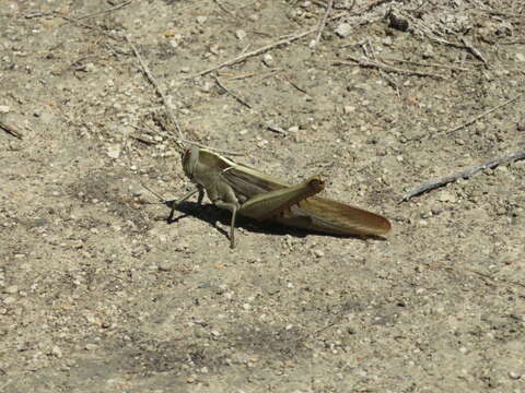 Image of Acanthacris ruficornis citrina (Serville 1838)