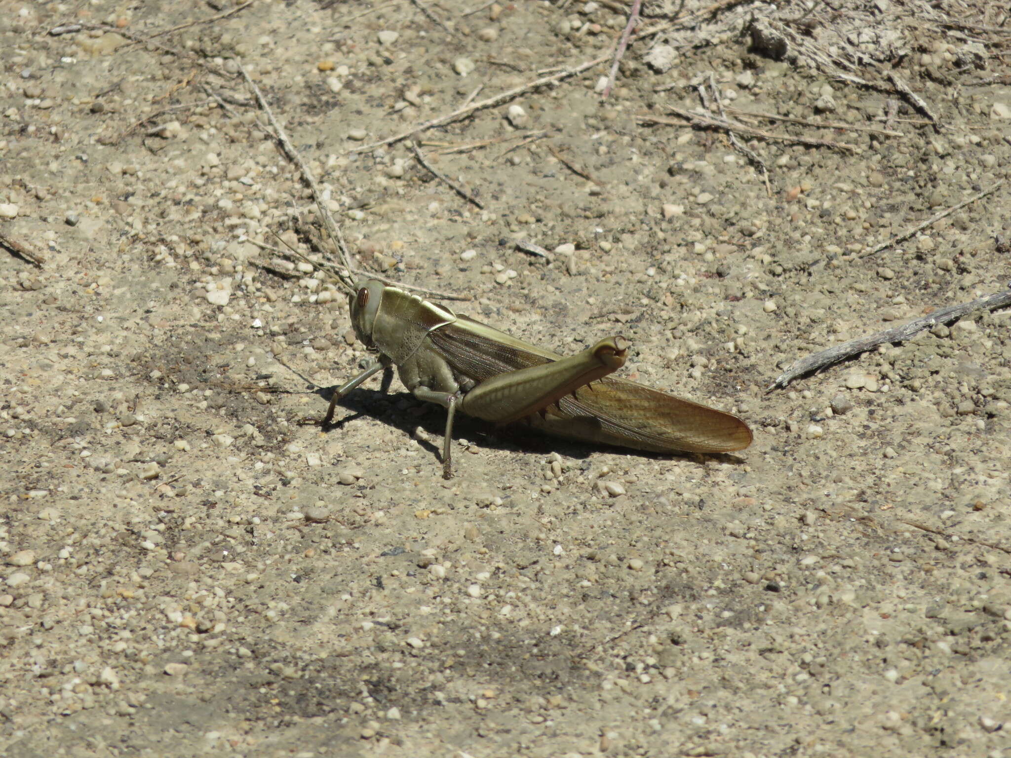 Image of Acanthacris ruficornis citrina (Serville 1838)