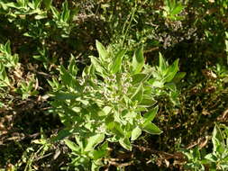 Image of Tessaria fastigiata (Griseb.) A. L. Cabrera