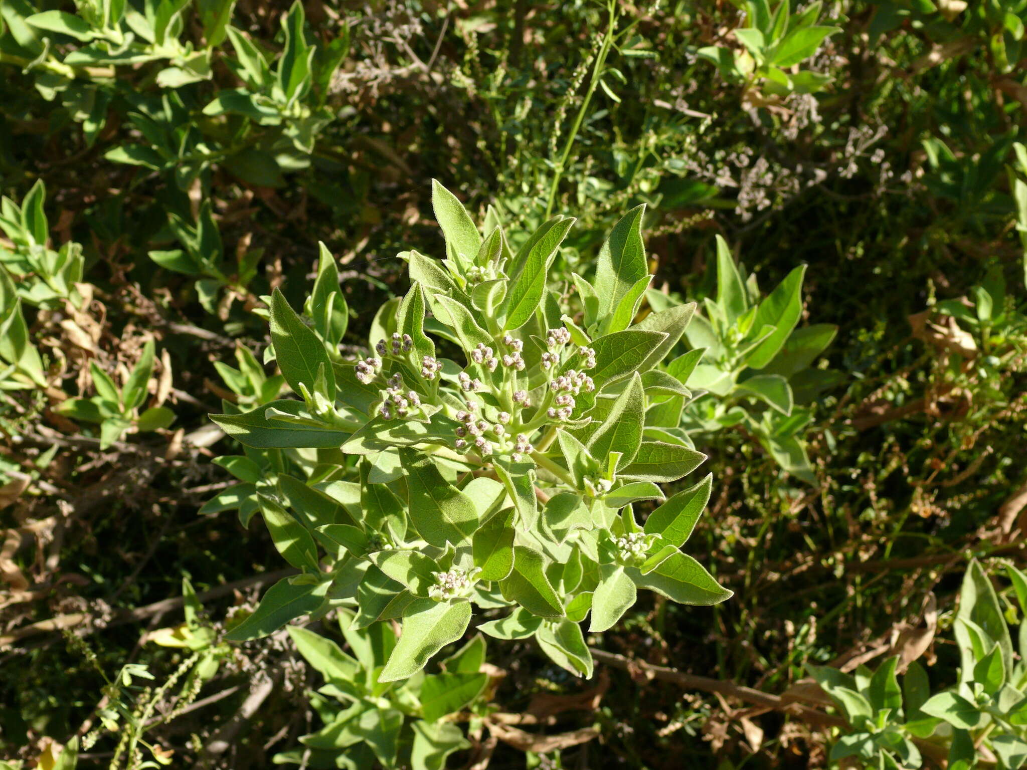 Image of Tessaria fastigiata (Griseb.) A. L. Cabrera