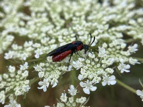 Image of Poison Ivy Sawfly