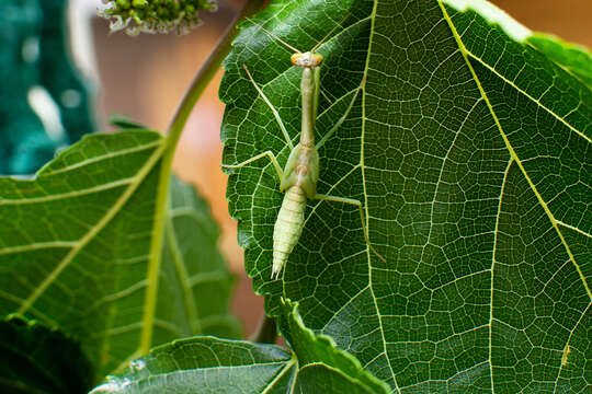 Image of Parastagmatoptera