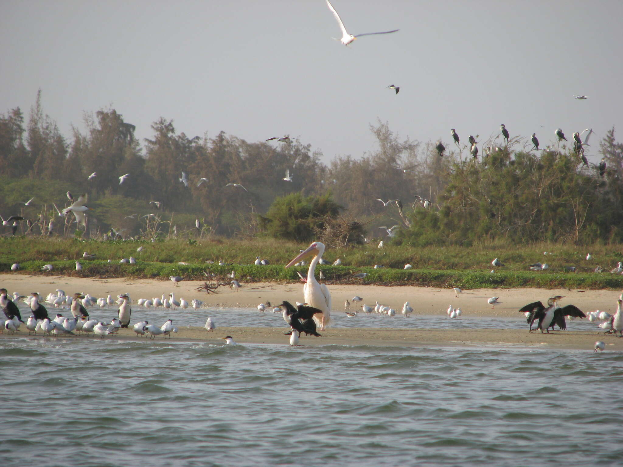 Image of West African Crested Tern