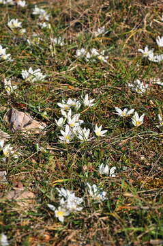 Image of Ornithogalum fimbriatum Willd.