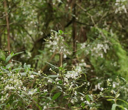 Image of Christmas Mintbush