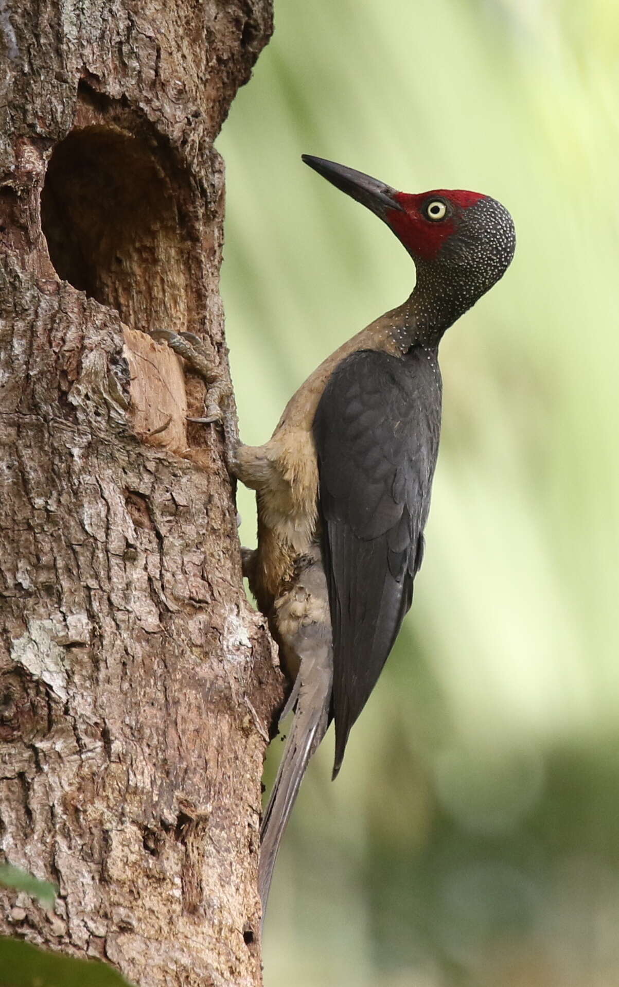 Image of Ashy Woodpecker