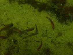 Image of Clouded rainbow fish