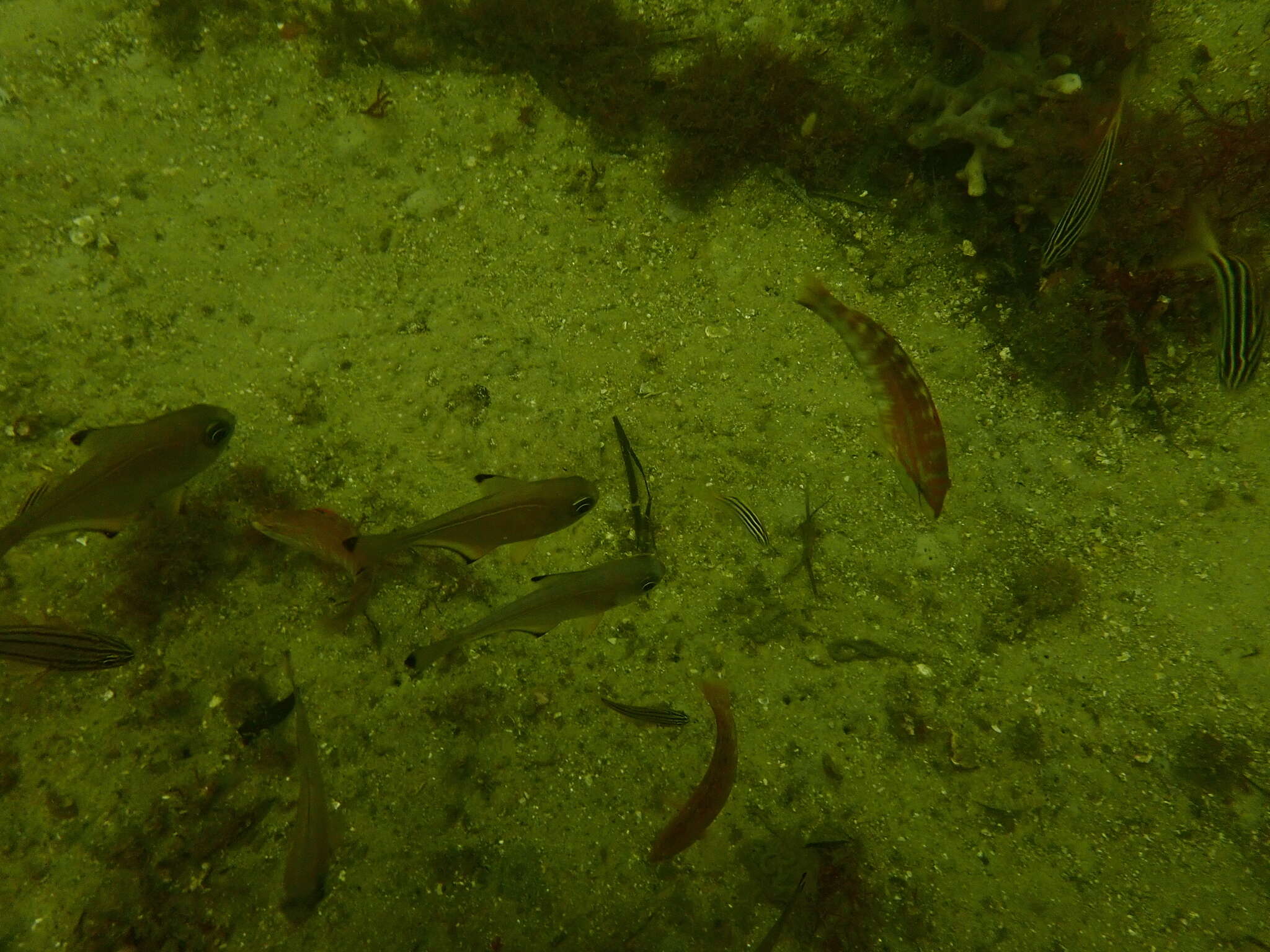 Image of Clouded rainbow fish