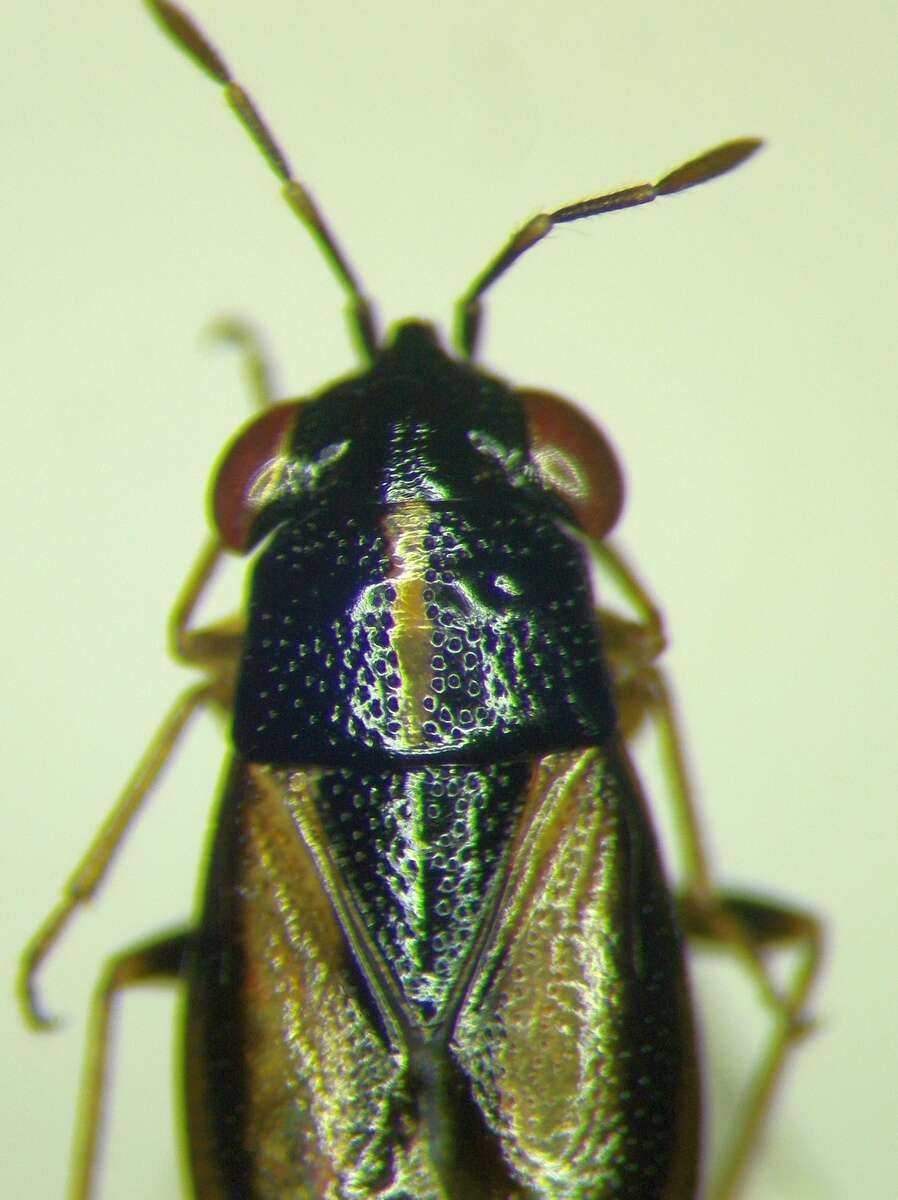 Image of <i>Geocoris ater</i>