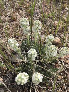 Plancia ëd Oreocarya humilis (A. Gray) Greene