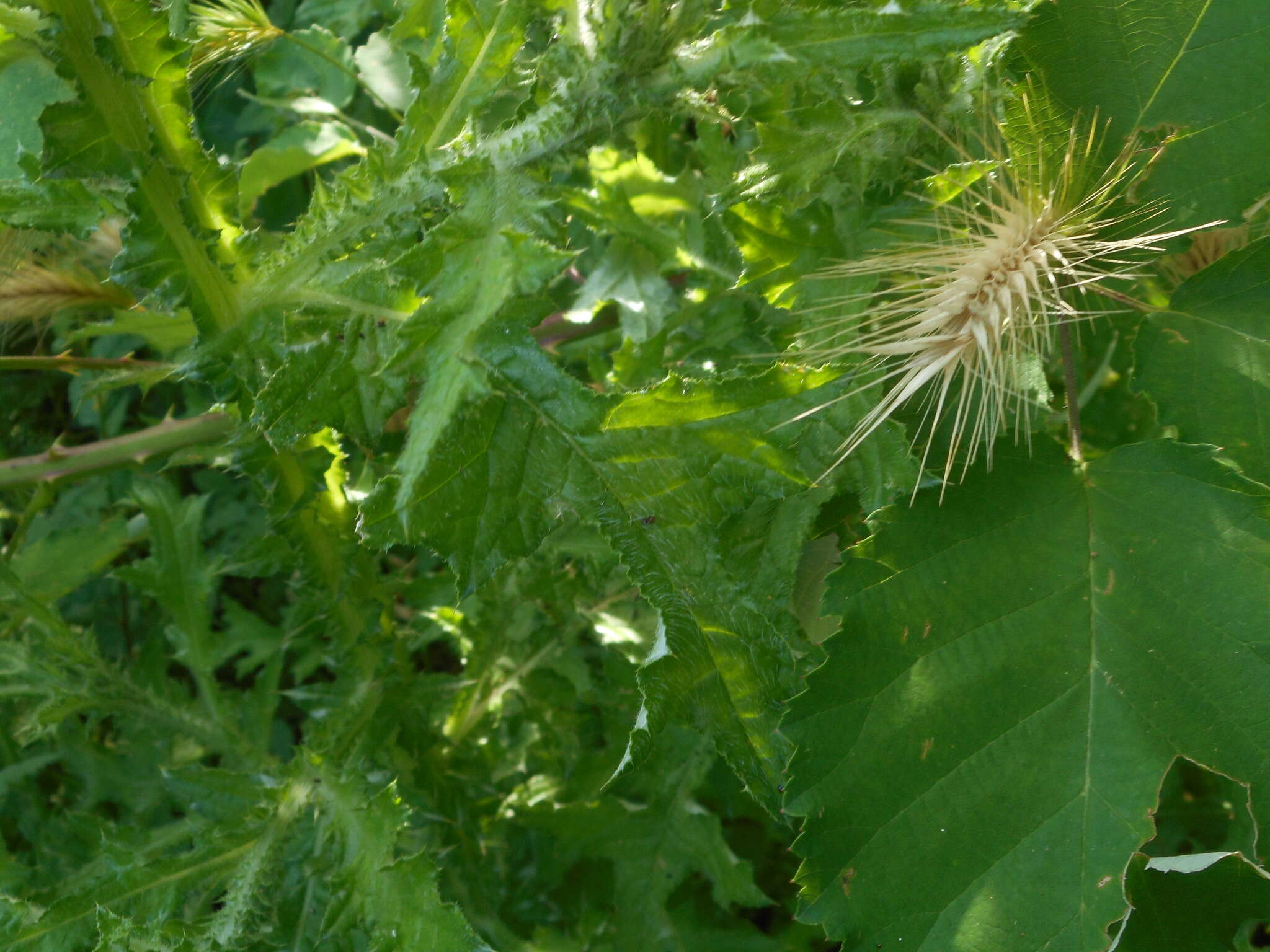 Image of Carduus acicularis Bertol.