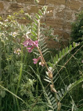 Image of Vicia pannonica subsp. striata