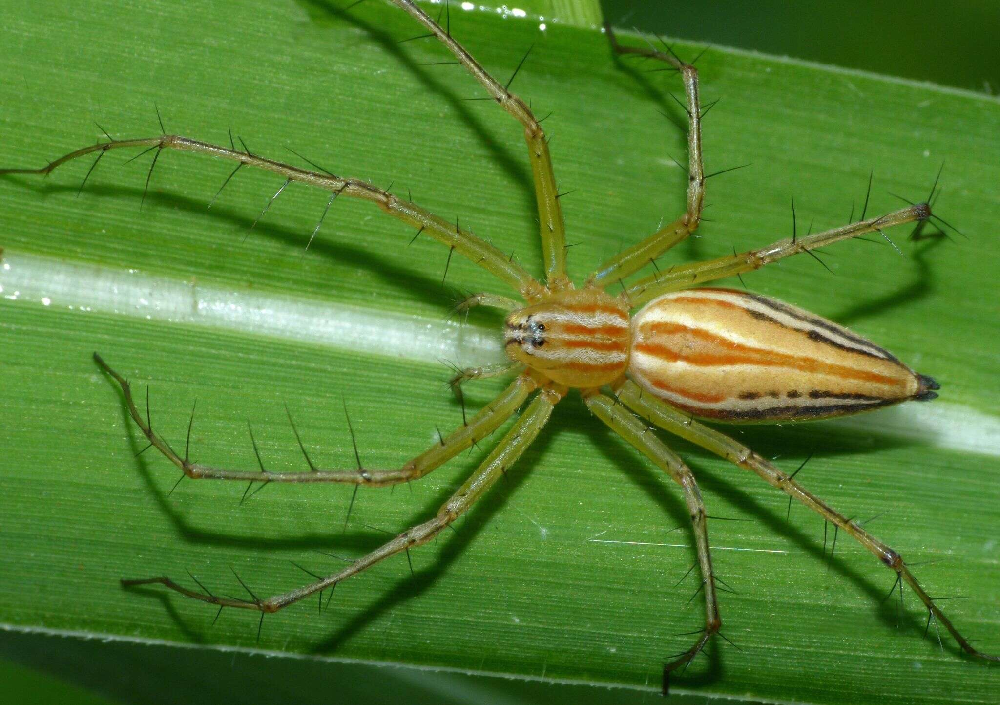 Image of Oxyopes macilentus L. Koch 1878