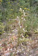 Image of Himantoglossum caprinum subsp. caprinum