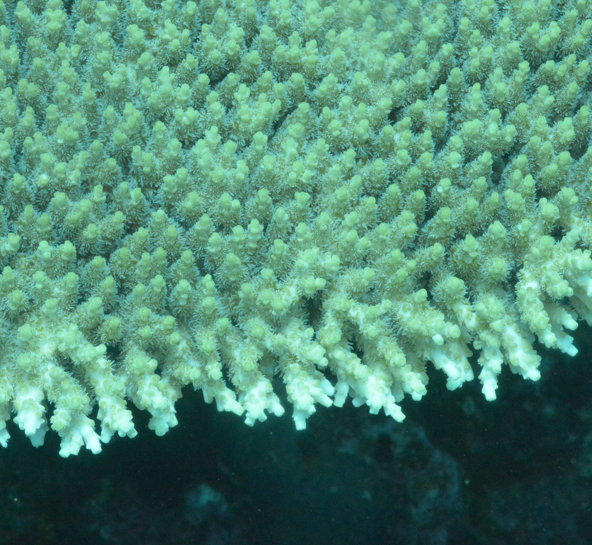 Image of Brush Coral