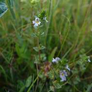 Imagem de Euphrasia officinalis L.