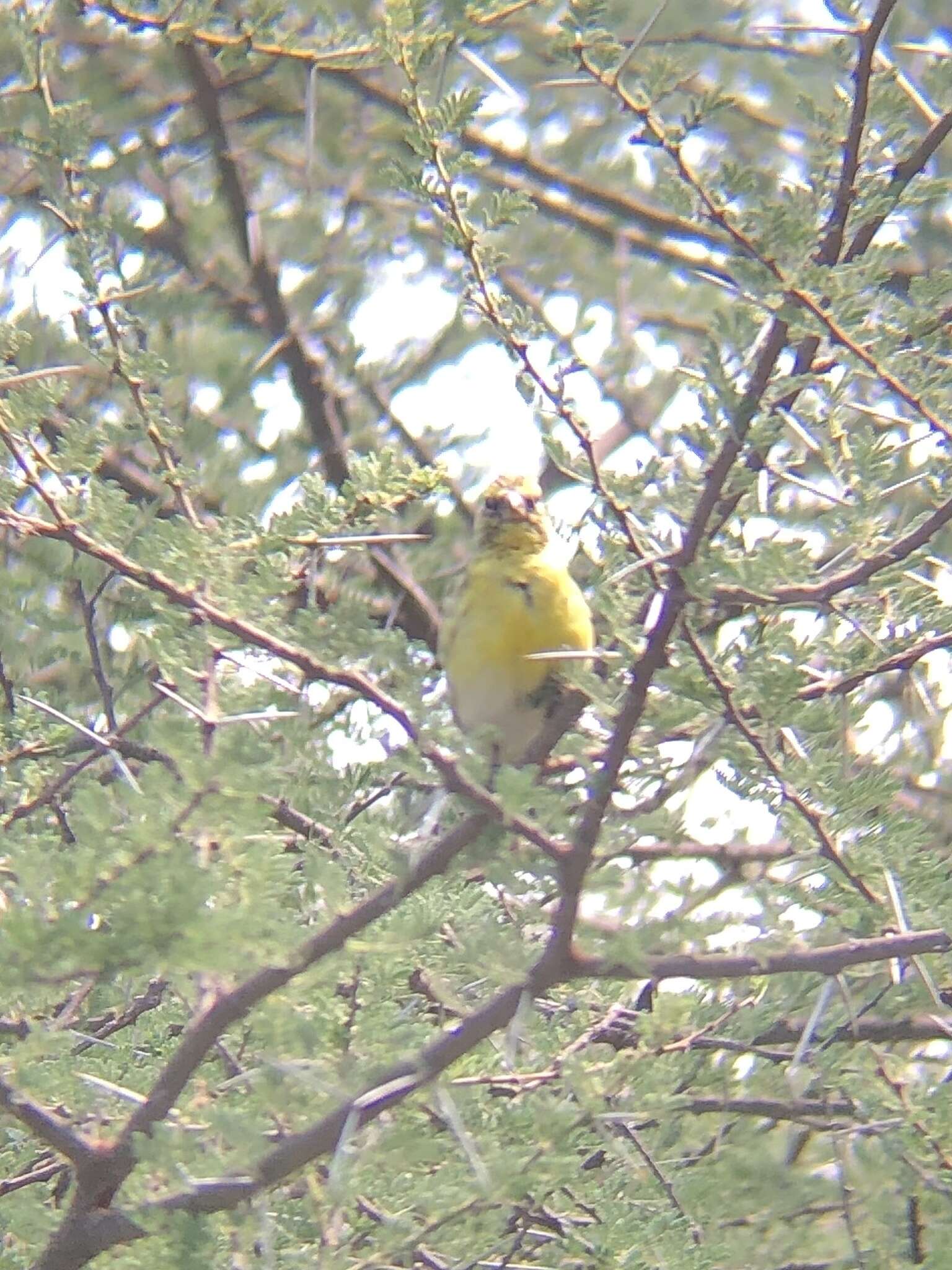 Image of White-bellied Canary