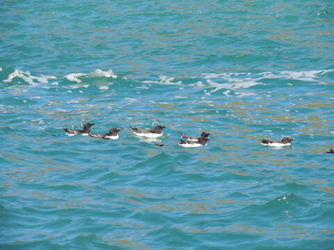 Image of Lesser auk