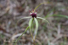 Image of Scott River spider orchid