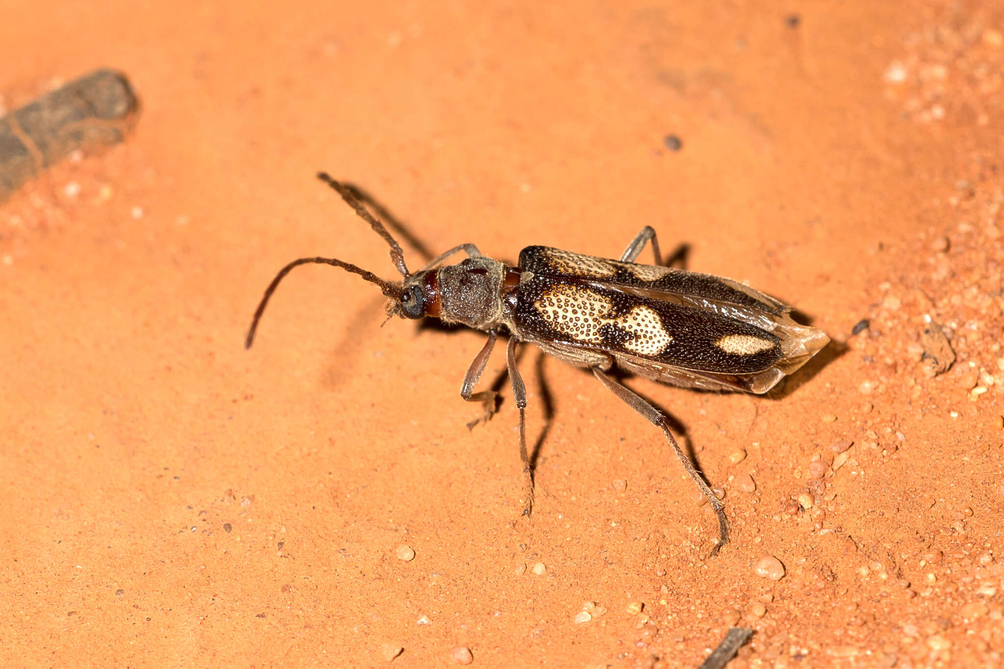 Image of Phoracantha flavopicta Pascoe 1865