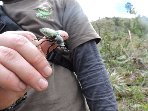 Слика од <i>Sphaenognathus giganteus</i>