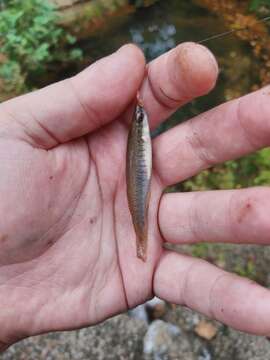 Image of Blackspotted Topminnow