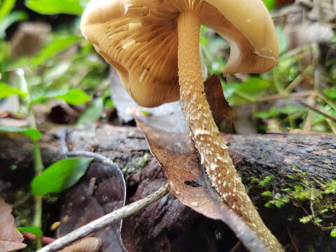 Image of Psilocybe zapotecorum R. Heim 1957