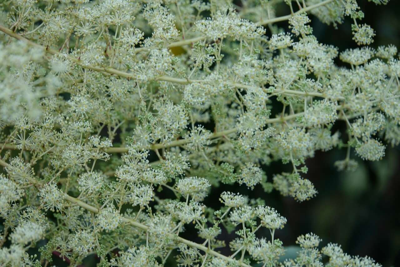 Image de Aralia bipinnata Blanco