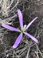 Image de Colchicum montanum L.