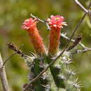 Image of Cleistocactus fieldianus (Britton & Rose) D. R. Hunt