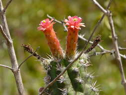 Image de Cleistocactus fieldianus (Britton & Rose) D. R. Hunt