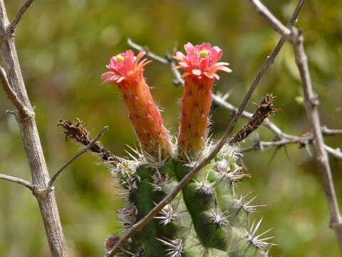 Image of Cleistocactus fieldianus (Britton & Rose) D. R. Hunt