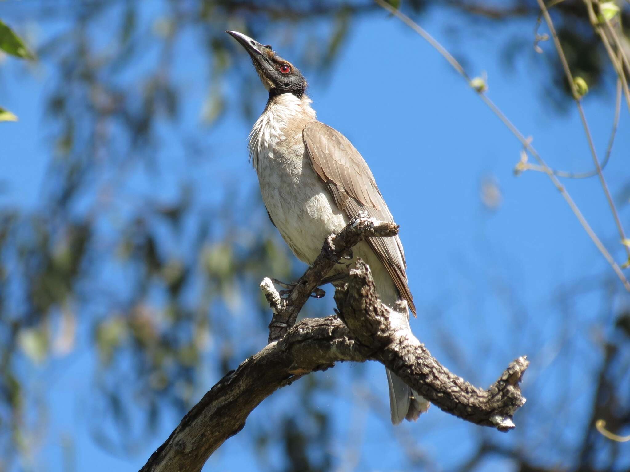 Image of Noisy Friarbird