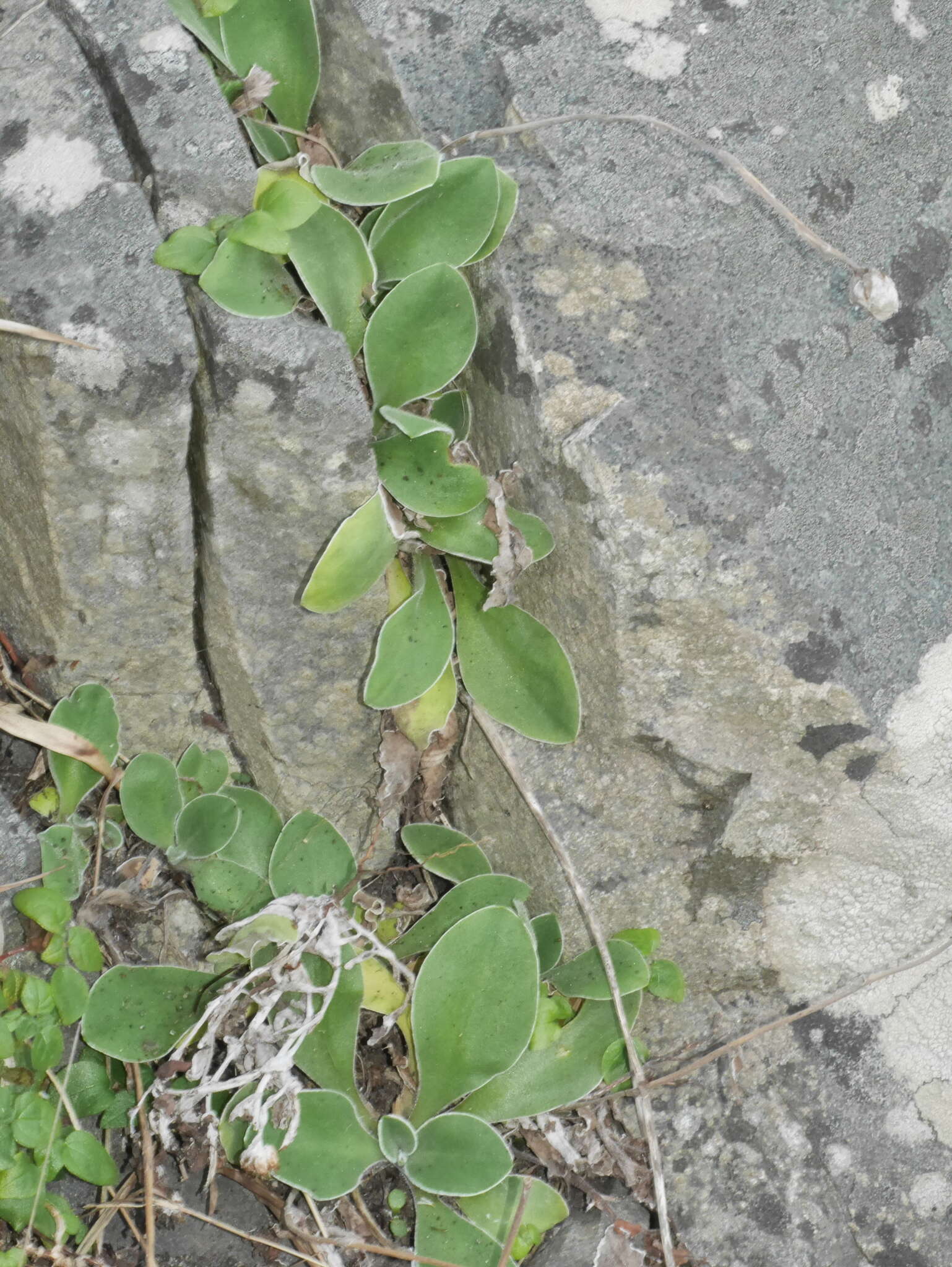 Image of Craspedia uniflora var. grandis Allan