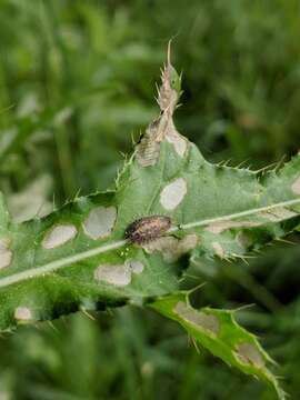 Image of thistle tortoise beetle