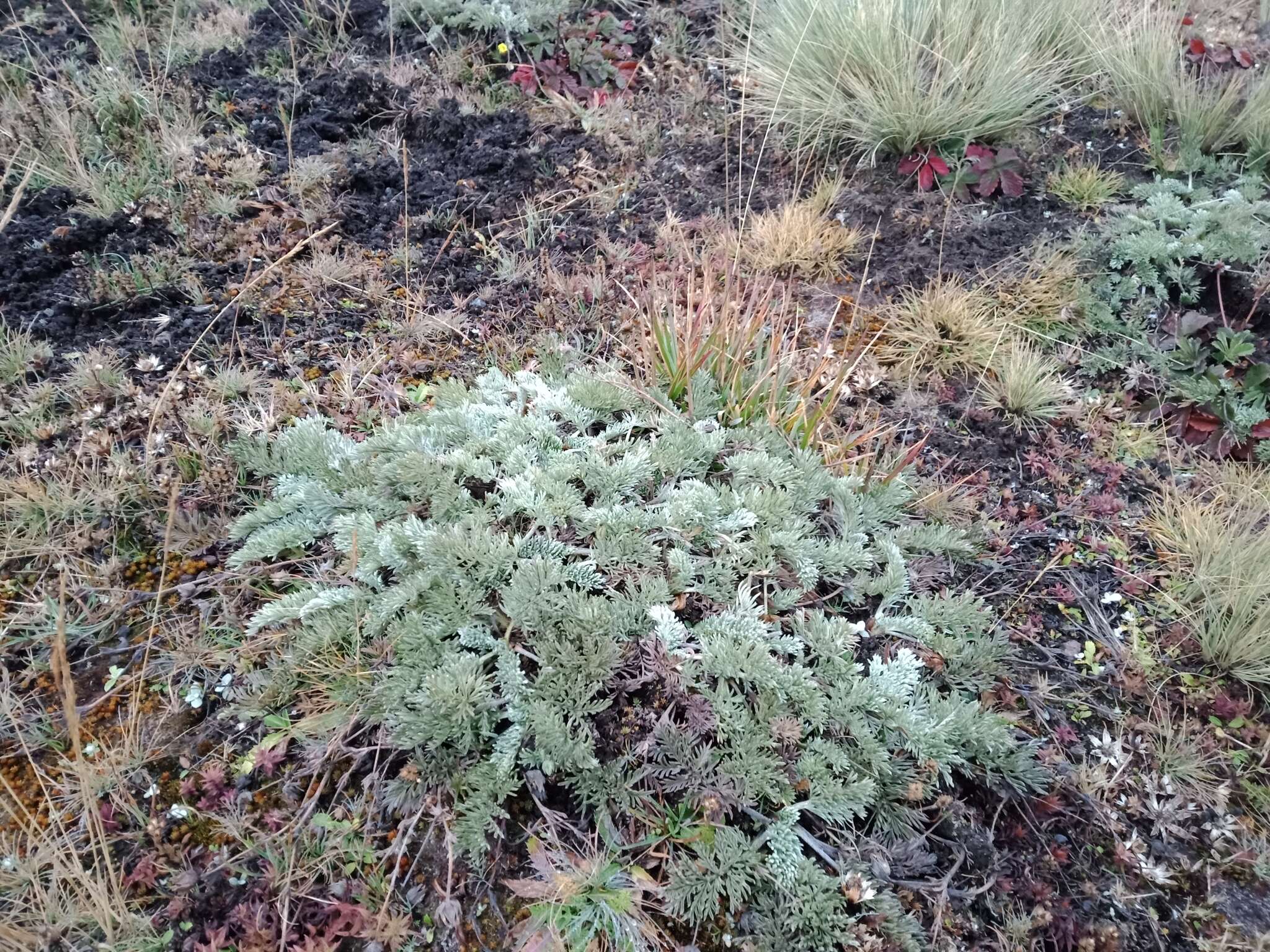 Image of Potentilla candicans Humb. & Bonpl. ex Schltdl.