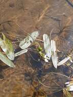 Image of Sagittaria natans Pall.