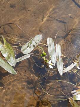 Imagem de Sagittaria natans Pall.