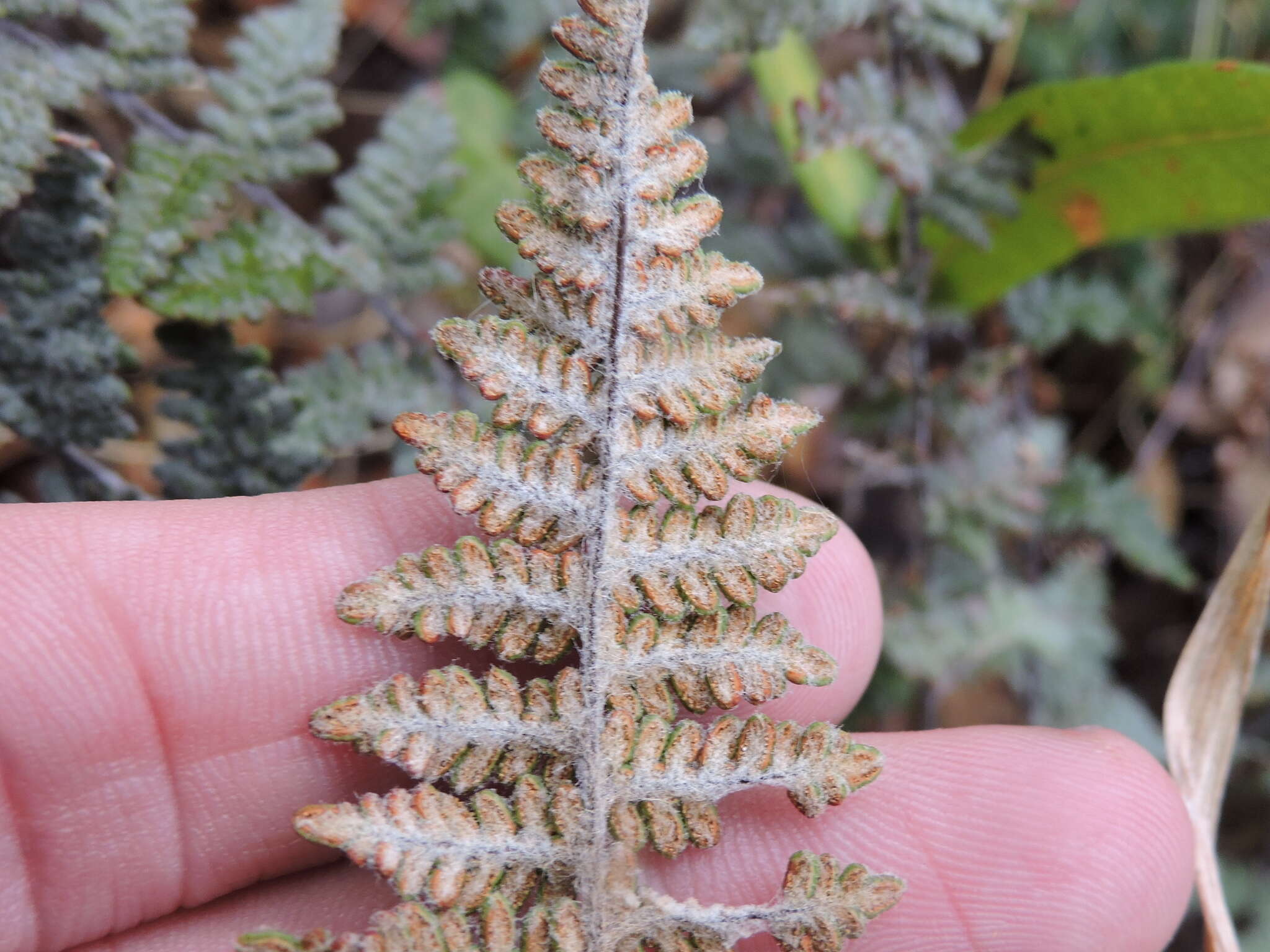 Sivun Myriopteris gracilis Fée kuva