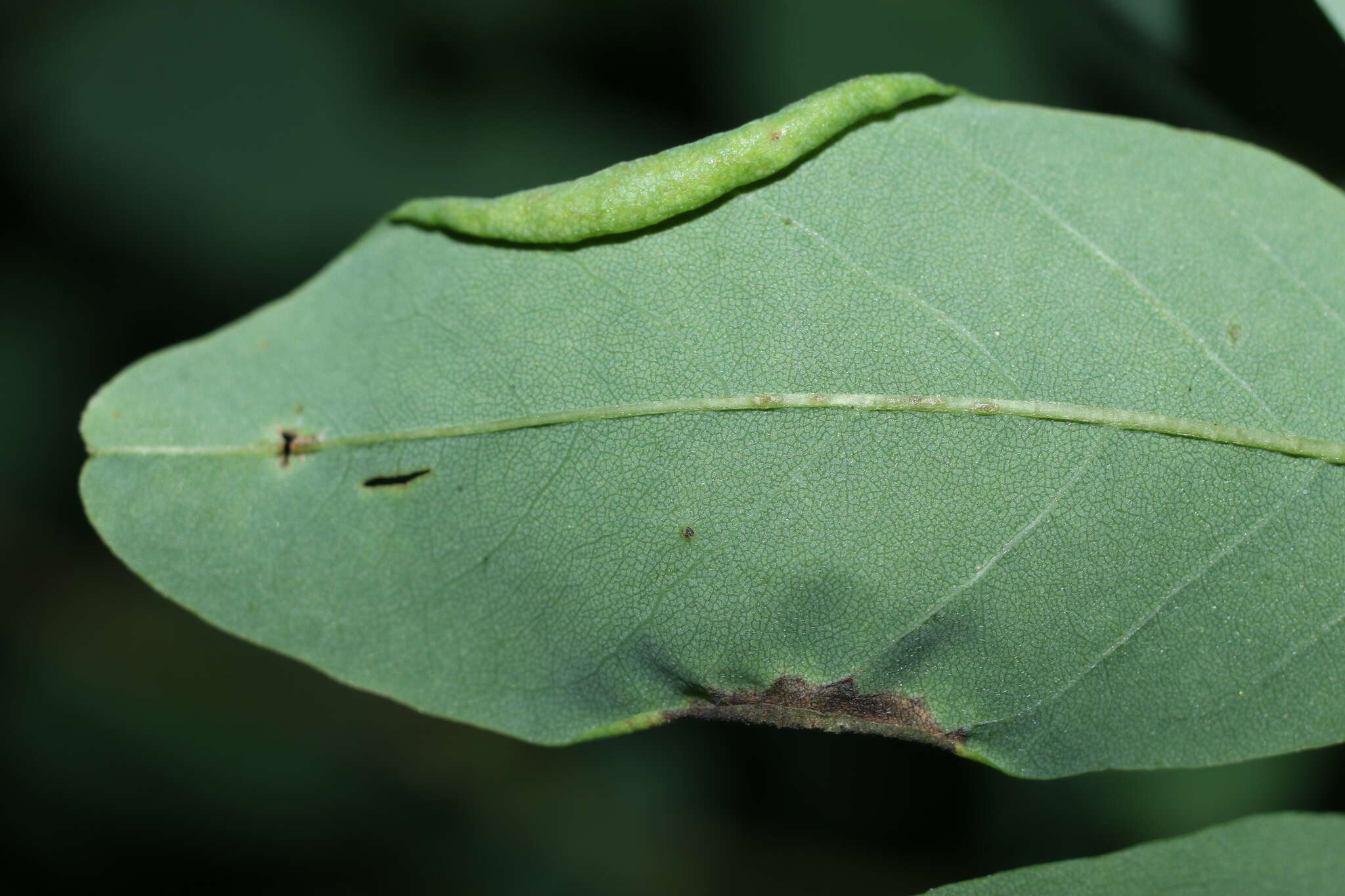 Imagem de Obolodiplosis robiniae (Haldeman 1847)