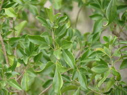 Sivun Helietta parvifolia (Gray ex Hemsl.) Benth. kuva