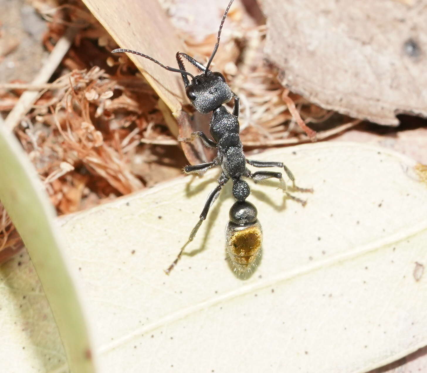 Image of Myrmecia gilberti Forel 1910