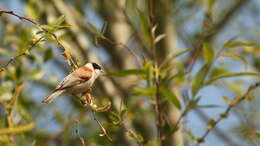 Image of White-Crowned Penduline Tit