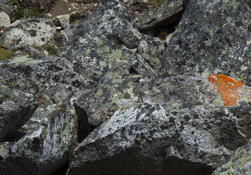 Image of Collared Pika