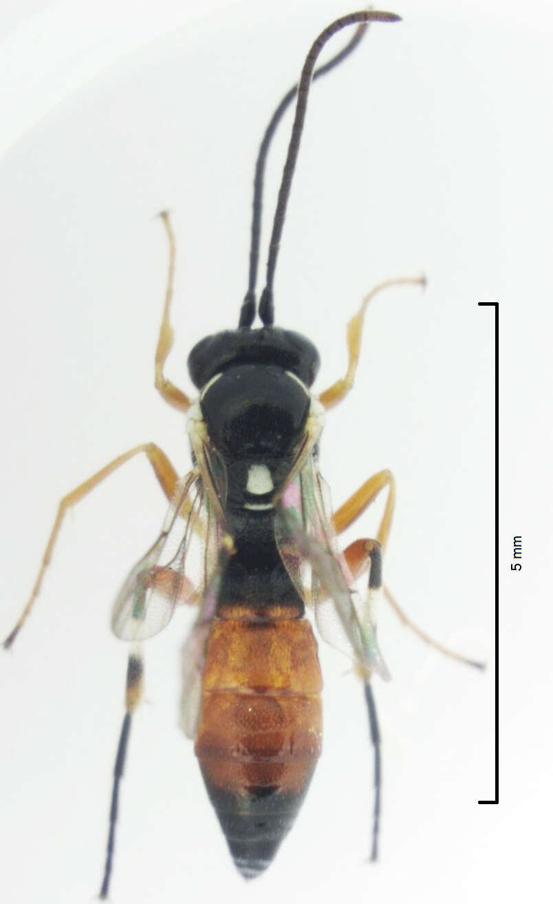 Image of Parasitoid wasp